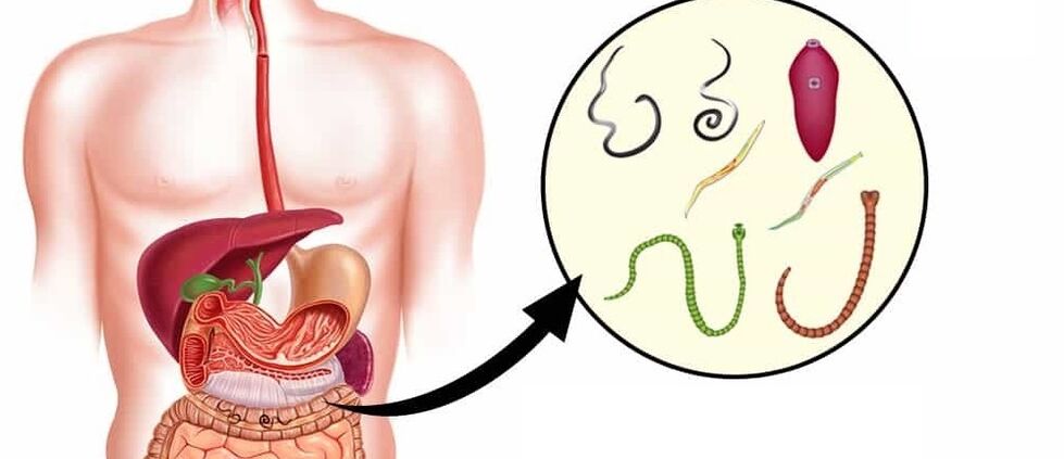 Parasitos no corpo humano