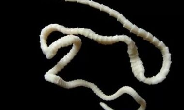 como eliminar o parasito cestodo do corpo