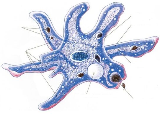 estrutura dun protozoo parasito